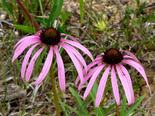 {Echinacea simulata}